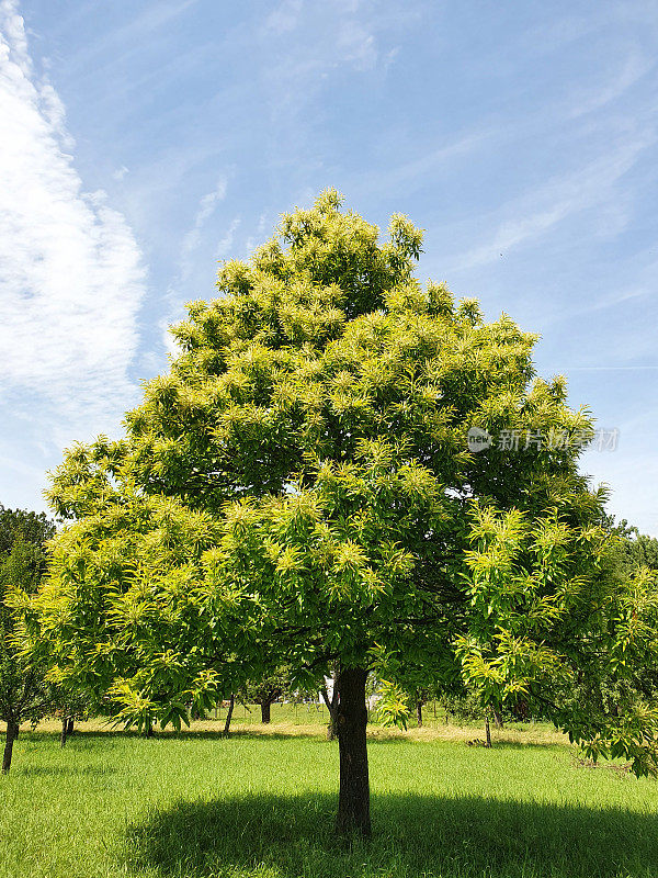 栗树(Castanea sativa)